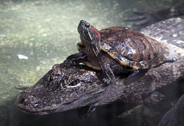 Alligator and turtle