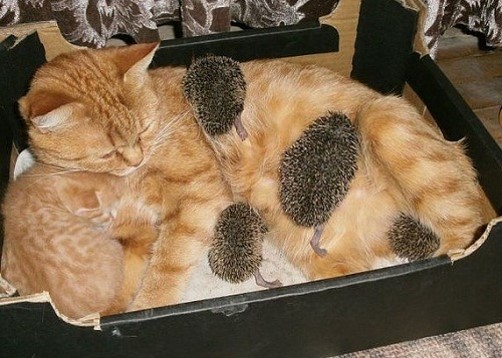 Cat and Hedgehogs
