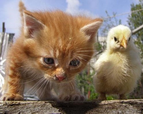 Cat and chick