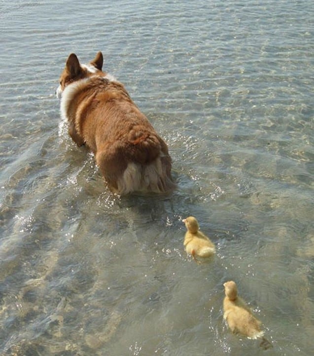 Corgi and Ducklings