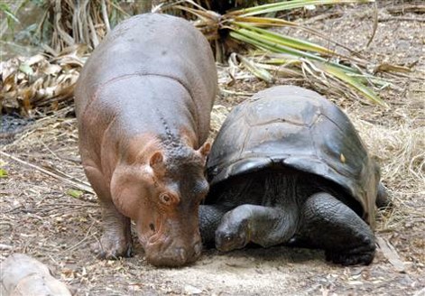 Hippo and Tortouise