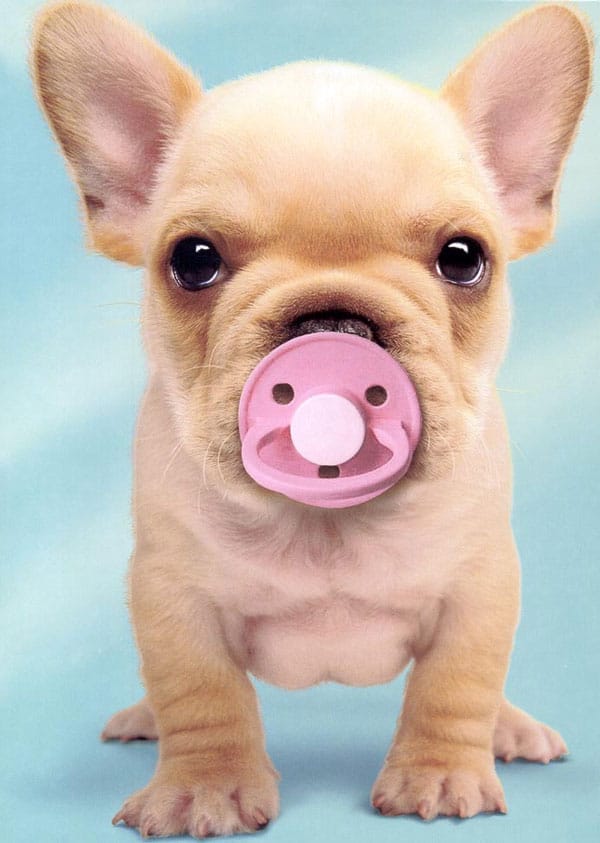 French-Bulldog-PuppyW