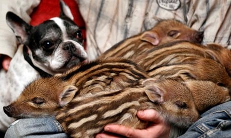 French bulldog and piglets