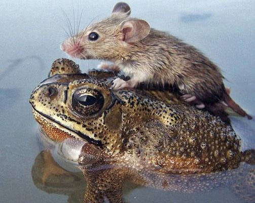 Frog and Mouse