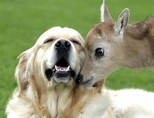 Golden retriever and fawn