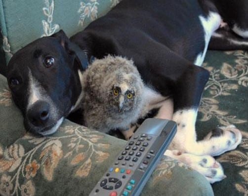 Greyhound and Baby Owl