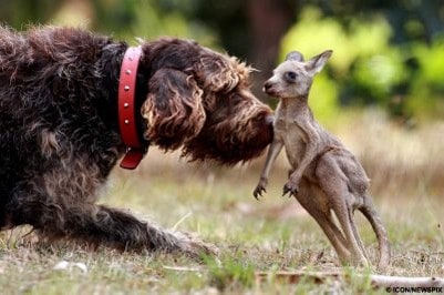 Kangaroo and Dog