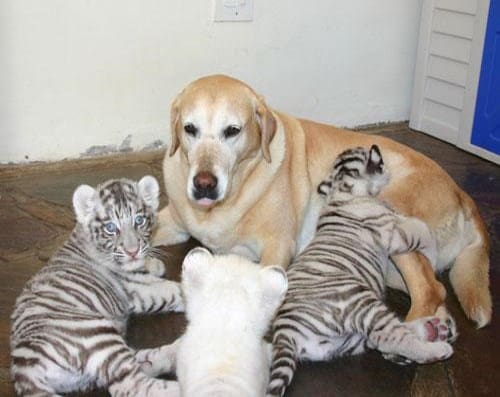 Lab and Tiger Cubs