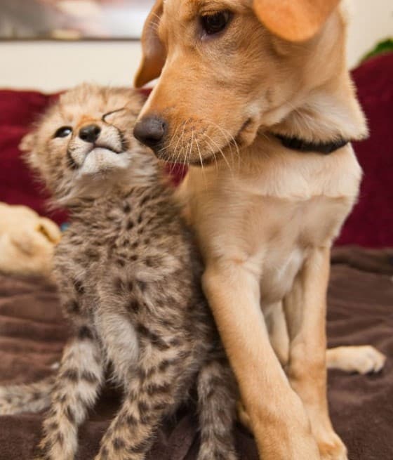 Leopard and Golden Retriever
