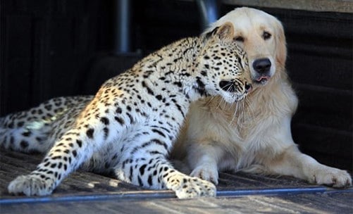 Leopard and Golden Retriever2