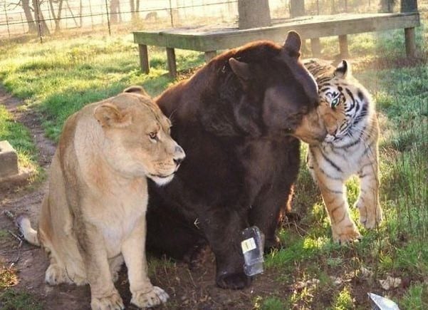 Lion, tiger and bear