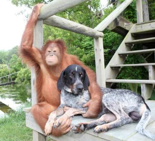 Orangutan and Coonhound