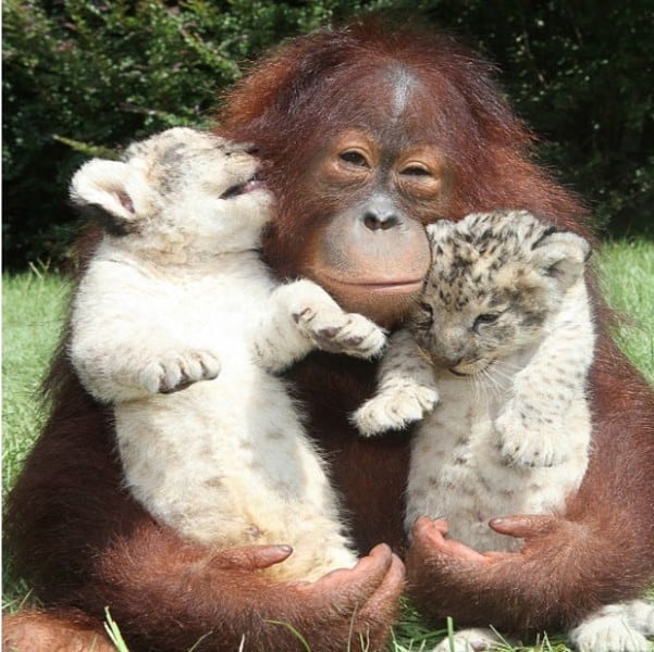 Orangutan and Lion cubs