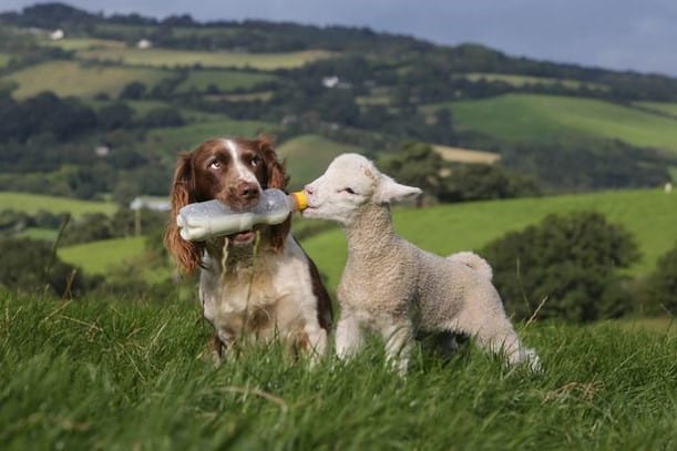 Sheep and Dog