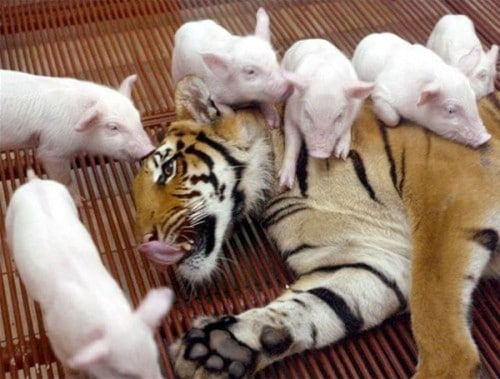 Tiger and Piglets