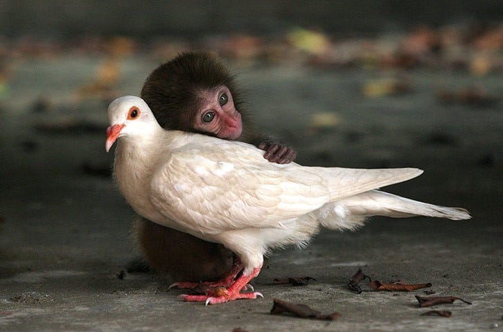 macaque and dove