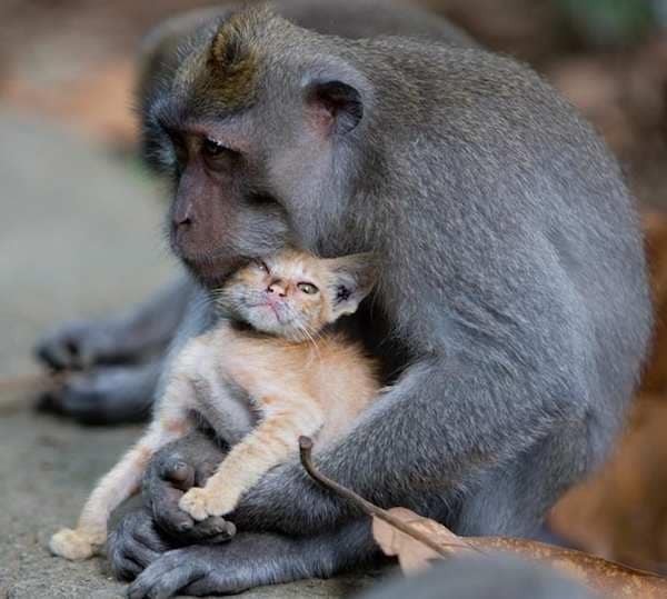 macaque and kitten