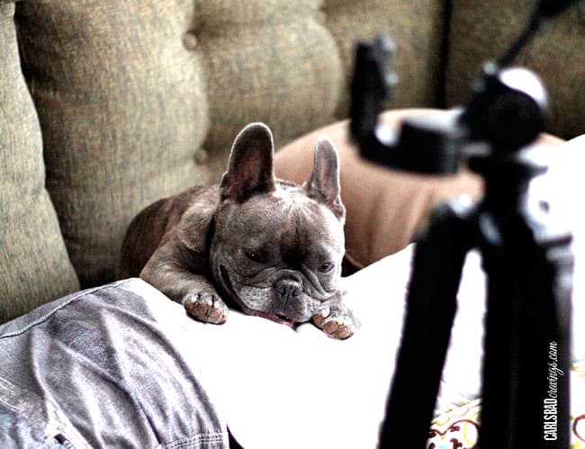 Kiwi the french bulldog watching Jen make Beef Stroganoff Soup.