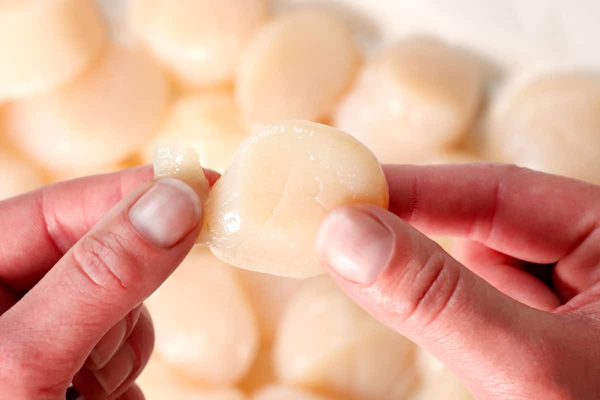 showing how to make pan seared scallops by removing the side muscle from scallops
