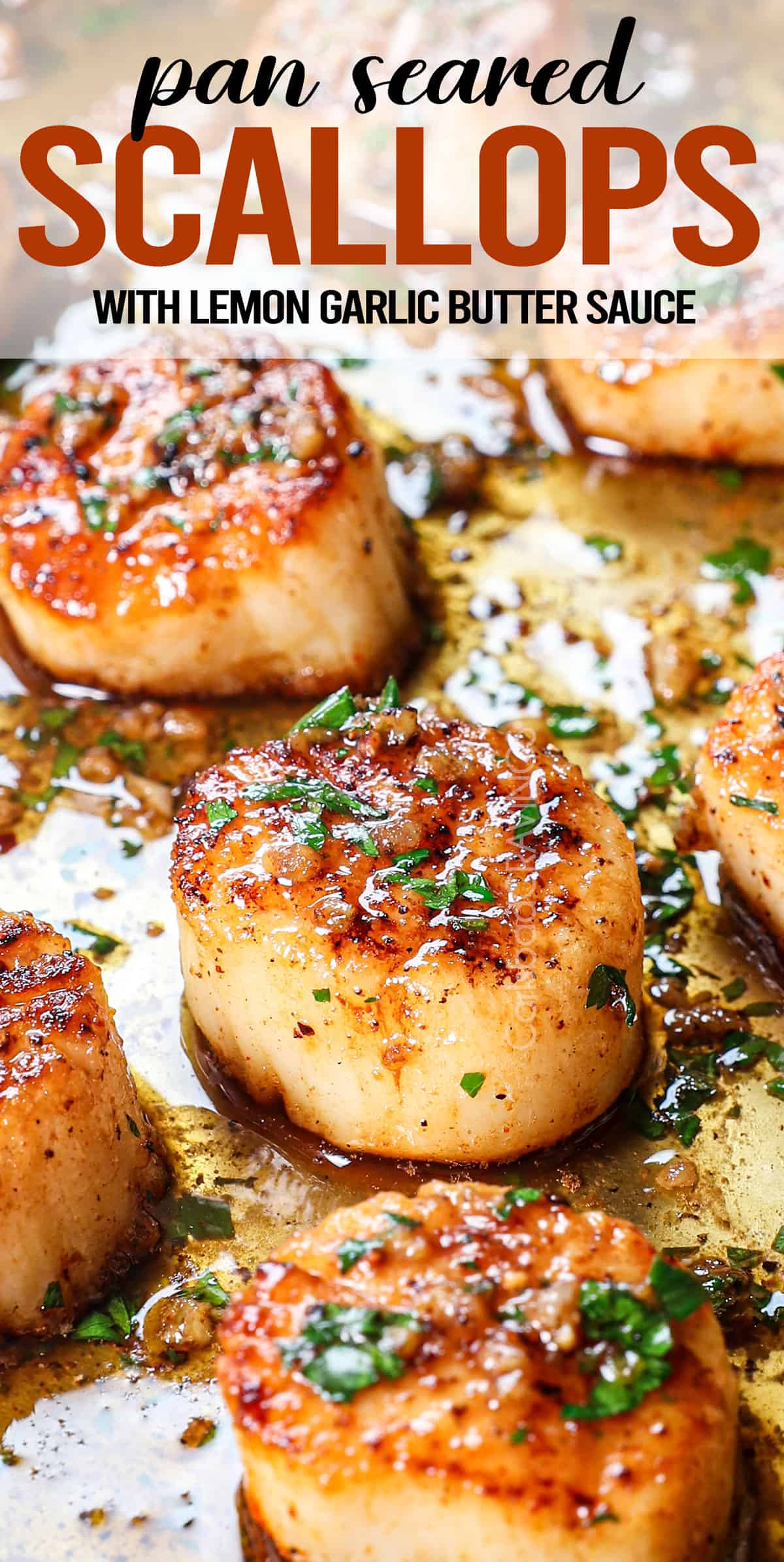 up close of seared scallops showing the beautiful golden sear